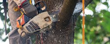 Best Tree and Shrub Care  in Sammamish, WA