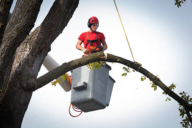 Best Emergency Tree Removal  in Sammamish, WA